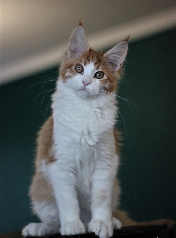 Monterini Q T Pie - Kitten maine-coon 4 months