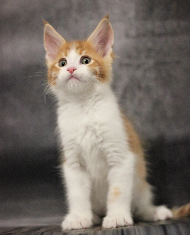 Monterini Q T Pie - Kitten maine-coon 1 month 3.5 weeks