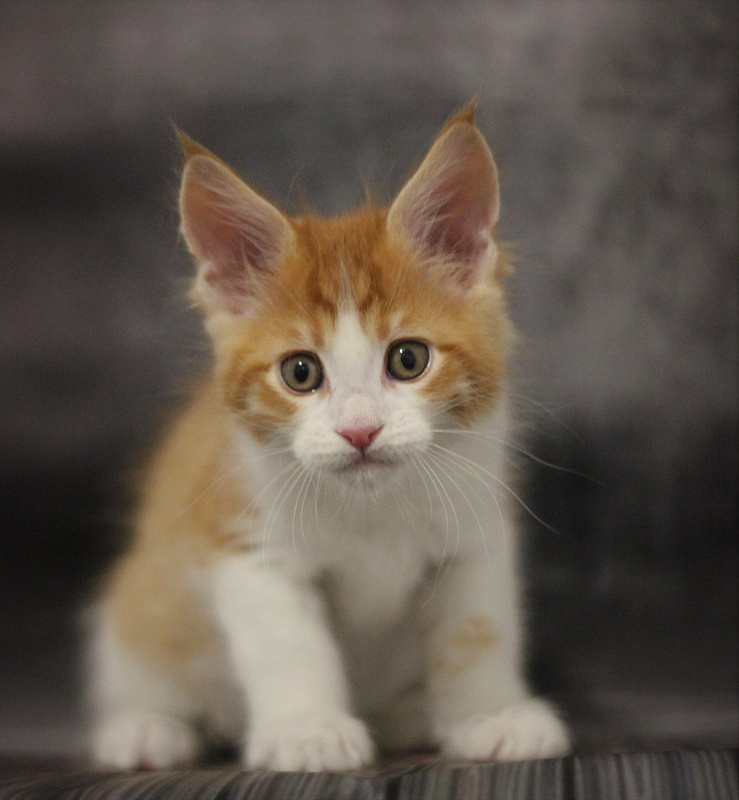 Monterini Q T Pie - Kitten maine-coon 1 month 3.5 weeks