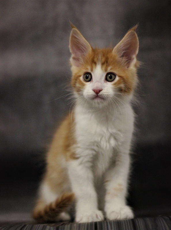 Monterini Q T Pie - Kitten maine-coon 1 month 3.5 weeks