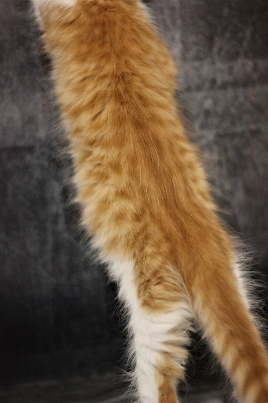 Monterini Q T Pie - Kitten maine-coon 1 month 3.5 weeks