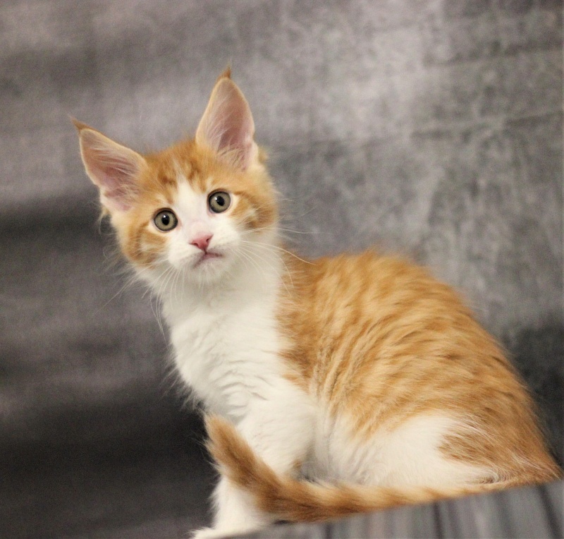 Monterini Q T Pie - Kitten maine-coon 1 month 3.5 weeks