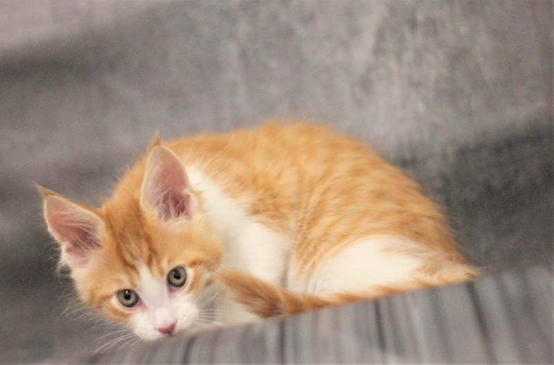Monterini Q T Pie - Kitten maine-coon 1 month 3.5 weeks