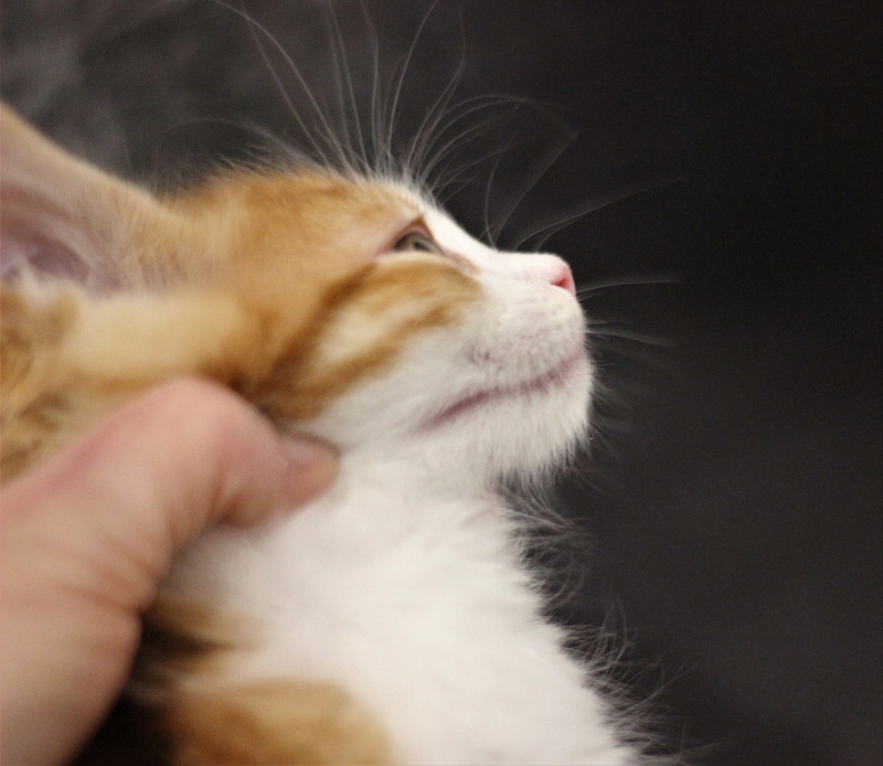 Monterini Q T Pie - Kitten maine-coon 1 month 3.5 weeks