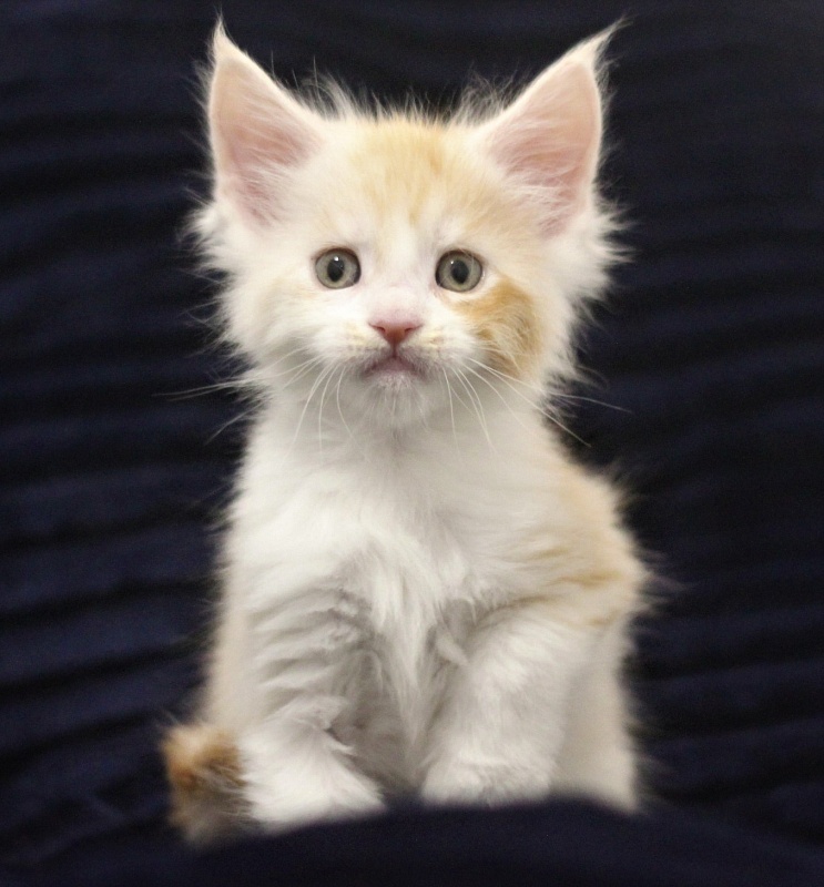 Monterini Question - Kitten maine-coon 1 month 1.5 week