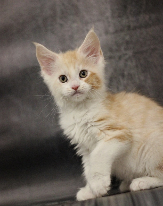 Monterini Question - Kitten maine-coon 1 month 3.5 weeks