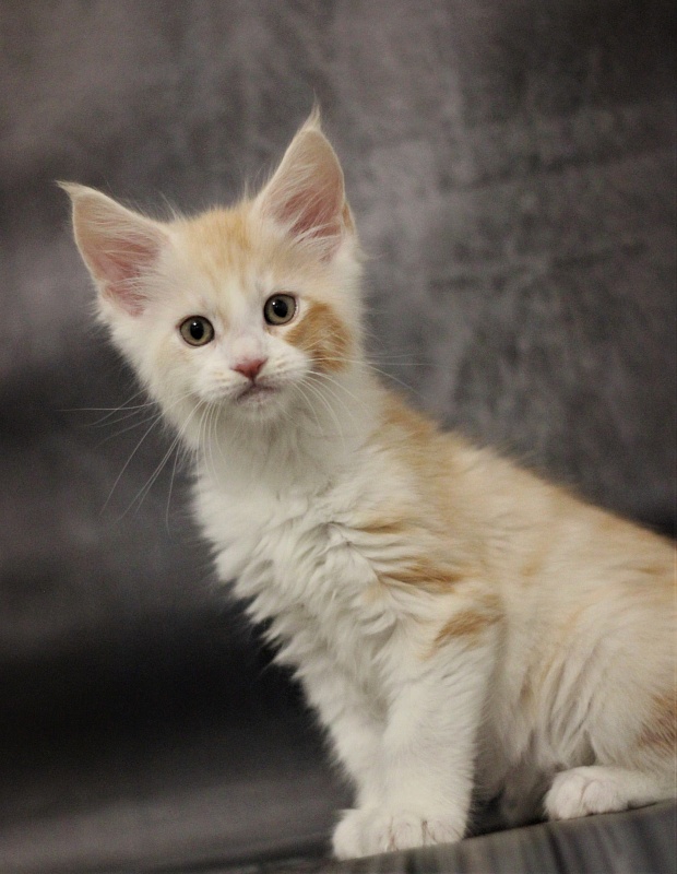 Monterini Question - Kitten maine-coon 1 month 3.5 weeks