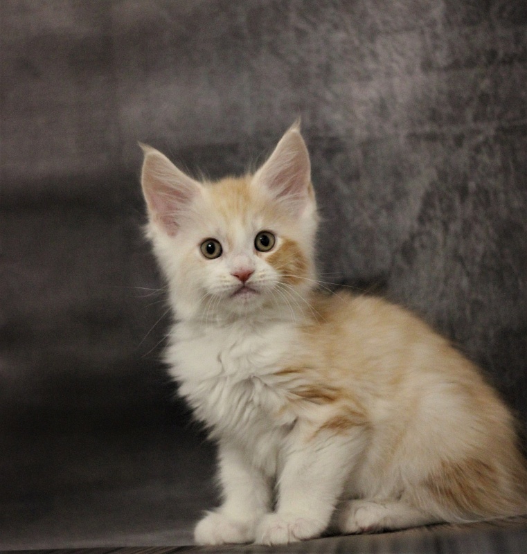 Monterini Question - Kitten maine-coon 1 month 3.5 weeks