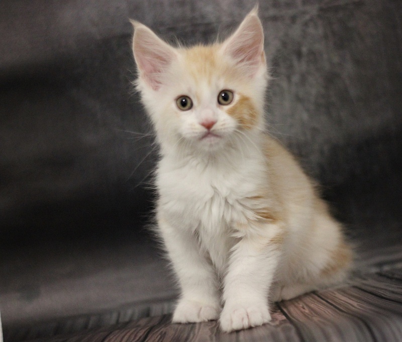Monterini Question - Kitten maine-coon 1 month 3.5 weeks