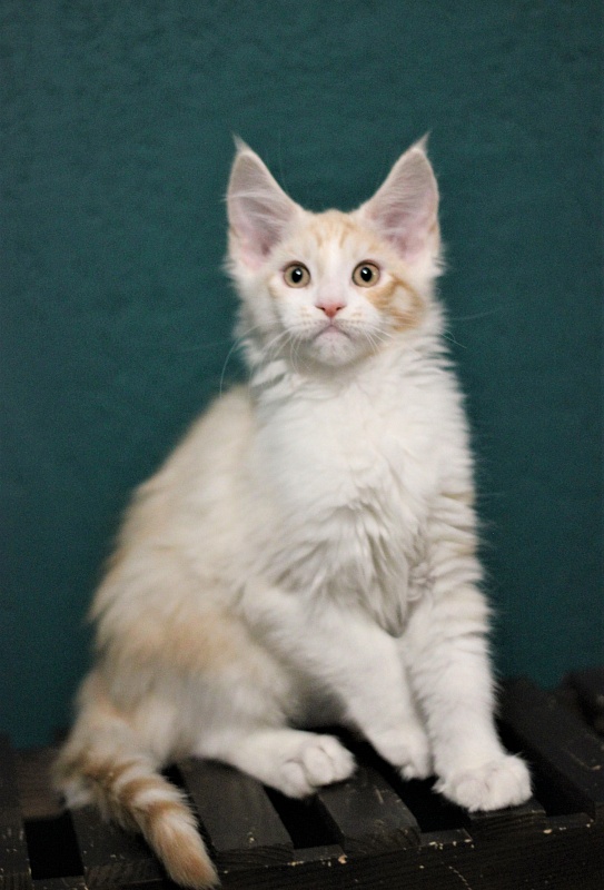 Monterini Question - Kitten maine-coon 2 months 3.5 weeks