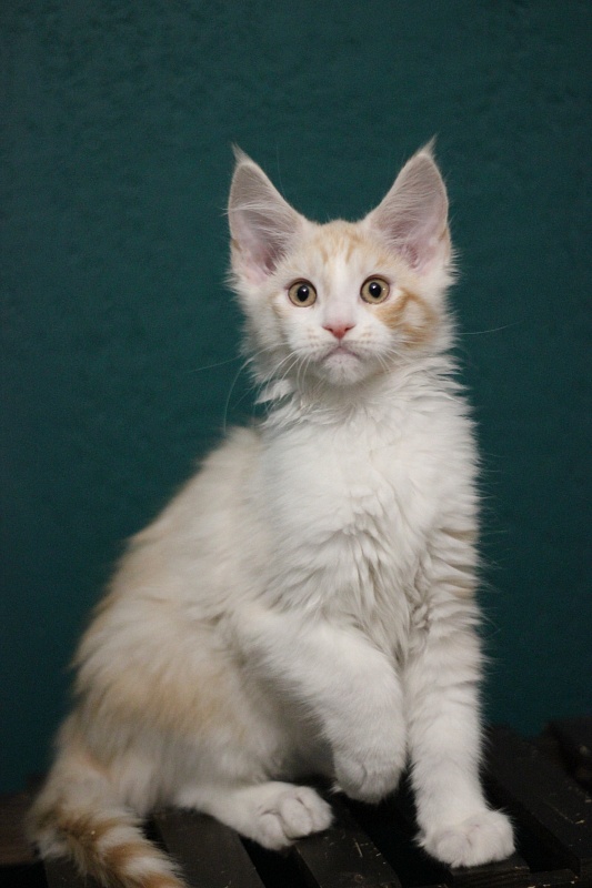 Monterini Question - Kitten maine-coon 2 months 3.5 weeks
