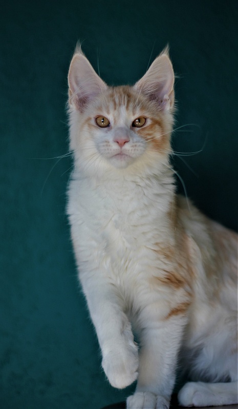 Monterini Question - Kitten maine-coon 4 months 0.5 weeks