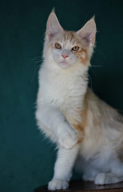 Monterini Question - Kitten maine-coon 4 months 0.5 weeks