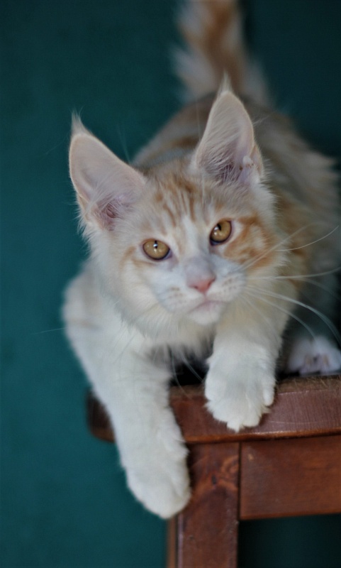 Monterini Question - Kitten maine-coon 4 months 0.5 weeks