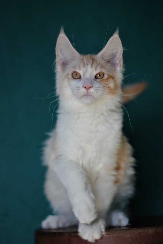 Monterini Question - Kitten maine-coon 4 months 0.5 weeks