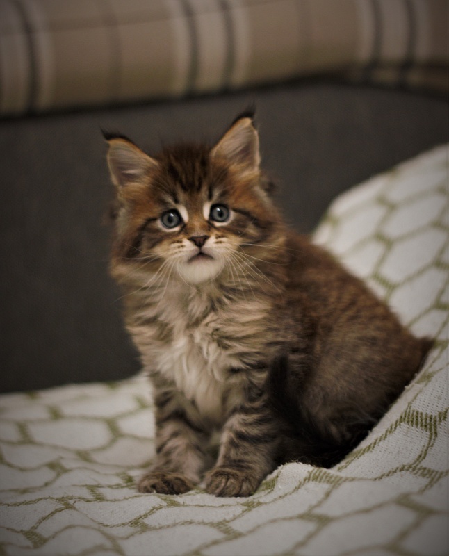 Monterini Riddik - Кошеня мейн-кун 1 місяць 1,5 тиждень