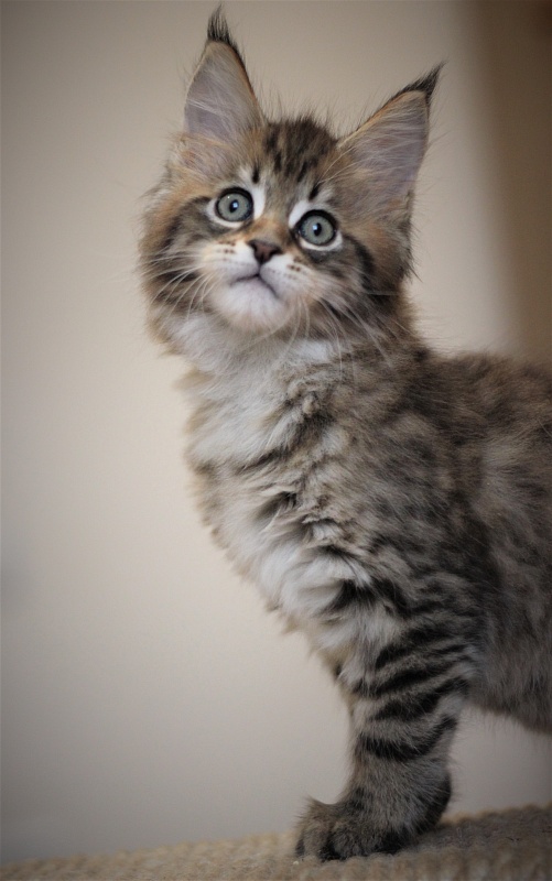 Monterini Riddik - Кошеня мейн-кун 2 місяця