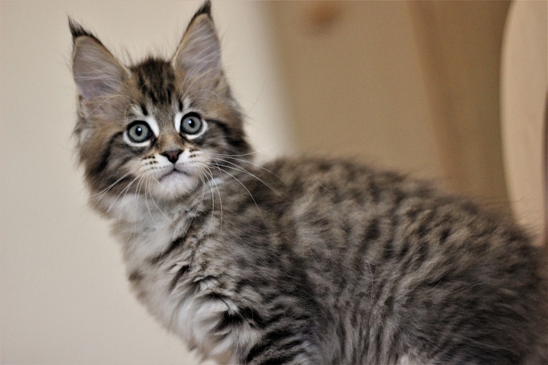 Monterini Riddik - Кошеня мейн-кун 2 місяця