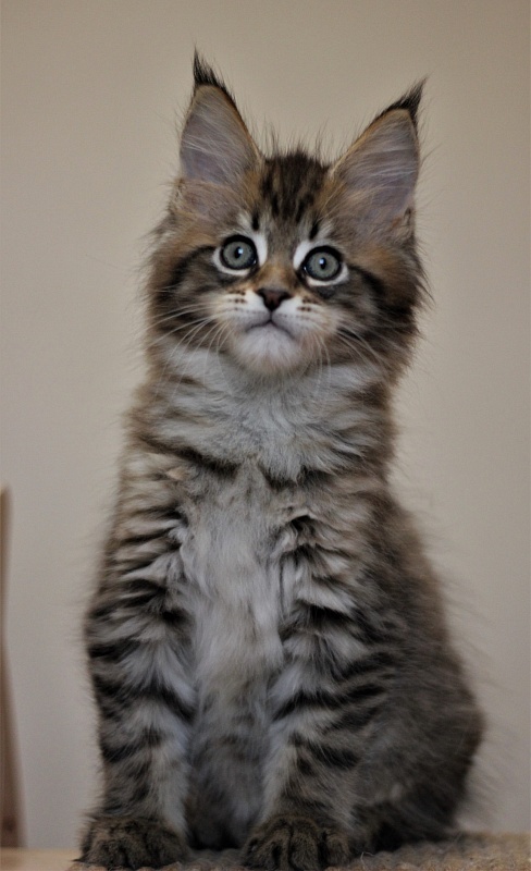 Monterini Riddik - Кошеня мейн-кун 2 місяця