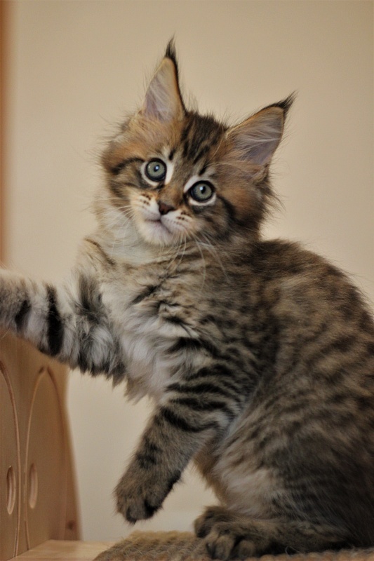 Monterini Riddik - Кошеня мейн-кун 2 місяця