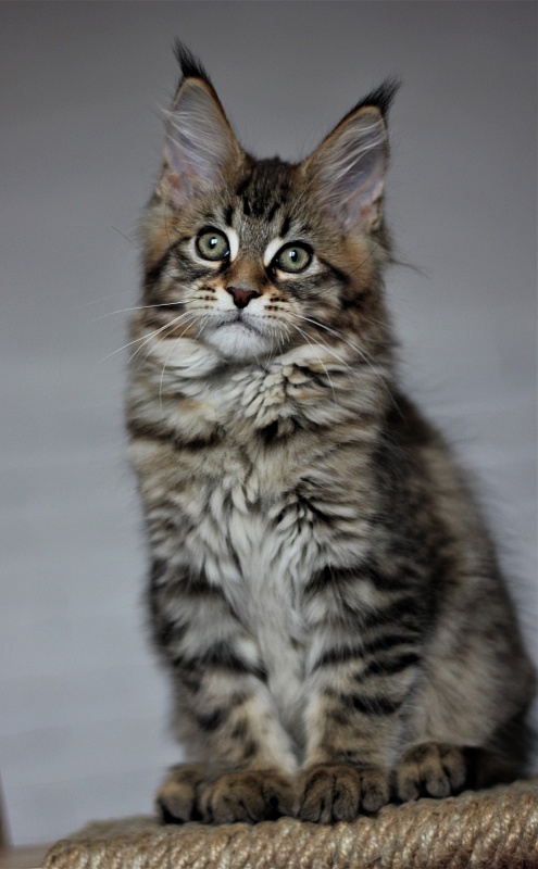 Monterini Riddik - Кошеня мейн-кун 2 місяця 3 тижні