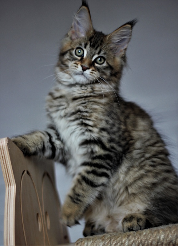 Monterini Riddik - Кошеня мейн-кун 2 місяця 3 тижні