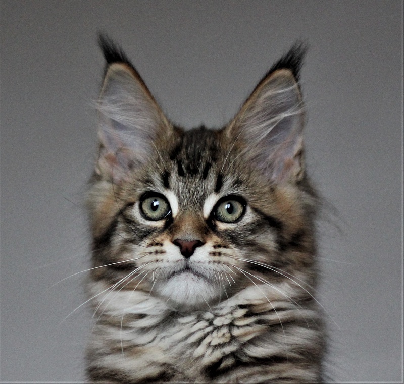 Monterini Riddik - Кошеня мейн-кун 2 місяця 3 тижні