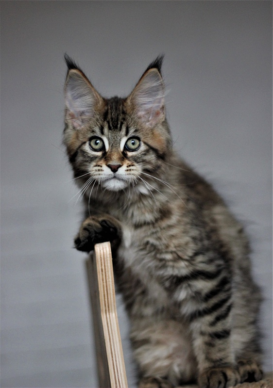 Monterini Riddik - Кошеня мейн-кун 2 місяця 3 тижні