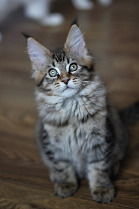 Monterini Riddik - Кошеня мейн-кун 2 місяця 3 тижні