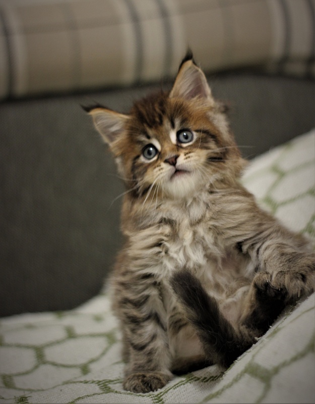 Monterini Riddik - Кошеня мейн-кун 1 місяць 1,5 тиждень