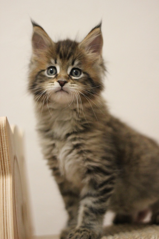 Monterini Riddik - Кошеня мейн-кун 1 місяць 3 тижні