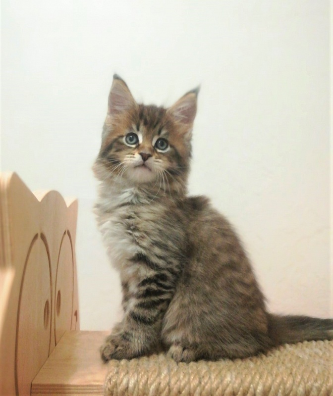 Monterini Riddik - Кошеня мейн-кун 1 місяць 3 тижні