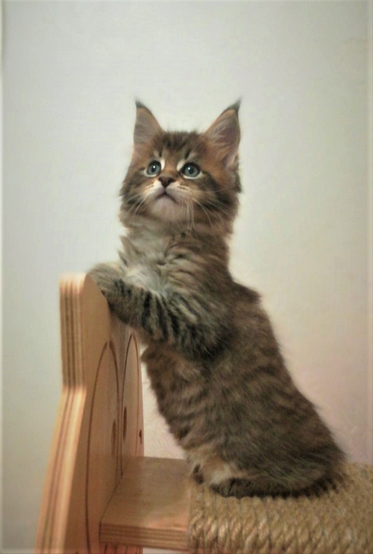 Monterini Riddik - Кошеня мейн-кун 1 місяць 3 тижні