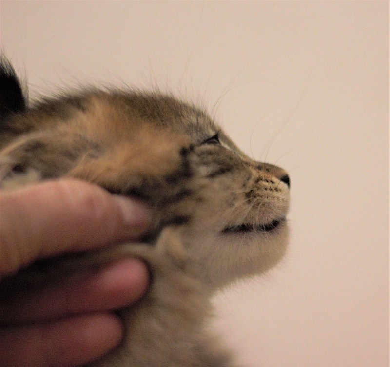 Monterini Riddik - Кошеня мейн-кун 1 місяць 3 тижні