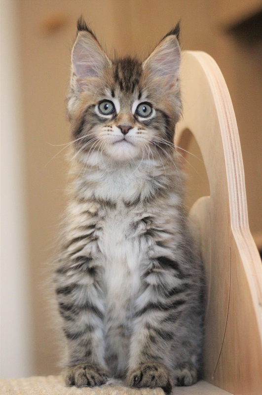 Monterini Riddik - Кошеня мейн-кун 2 місяця