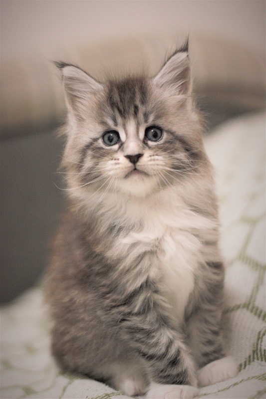 Monterini Recker - Кошеня мейн-кун 1 місяць 1,5 тиждень