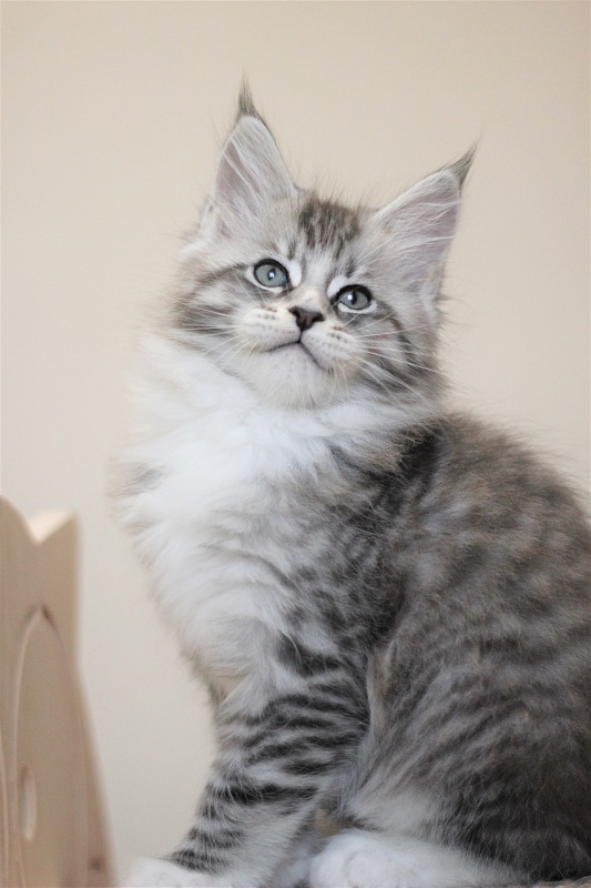 Monterini Recker - Кошеня мейн-кун 2 місяця