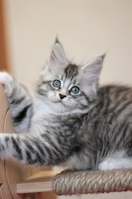 Monterini Recker - Кошеня мейн-кун 2 місяця