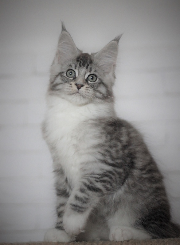 Monterini Recker - Кошеня мейн-кун 2 місяця 3 тижні