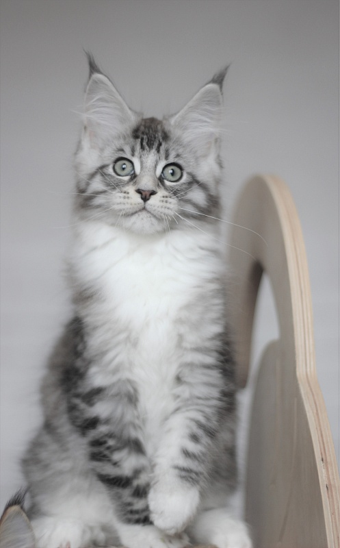 Monterini Recker - Кошеня мейн-кун 2 місяця 3 тижні