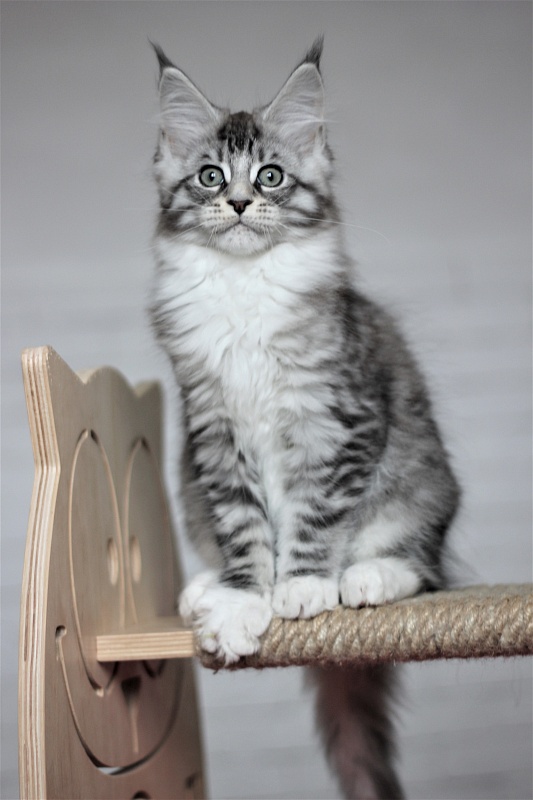 Monterini Recker - Кошеня мейн-кун 2 місяця 3 тижні