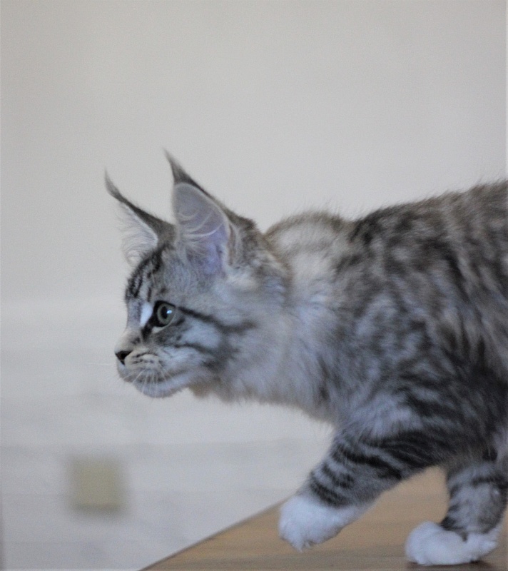 Monterini Recker - Кошеня мейн-кун 3 місяця 1,5 тиждень