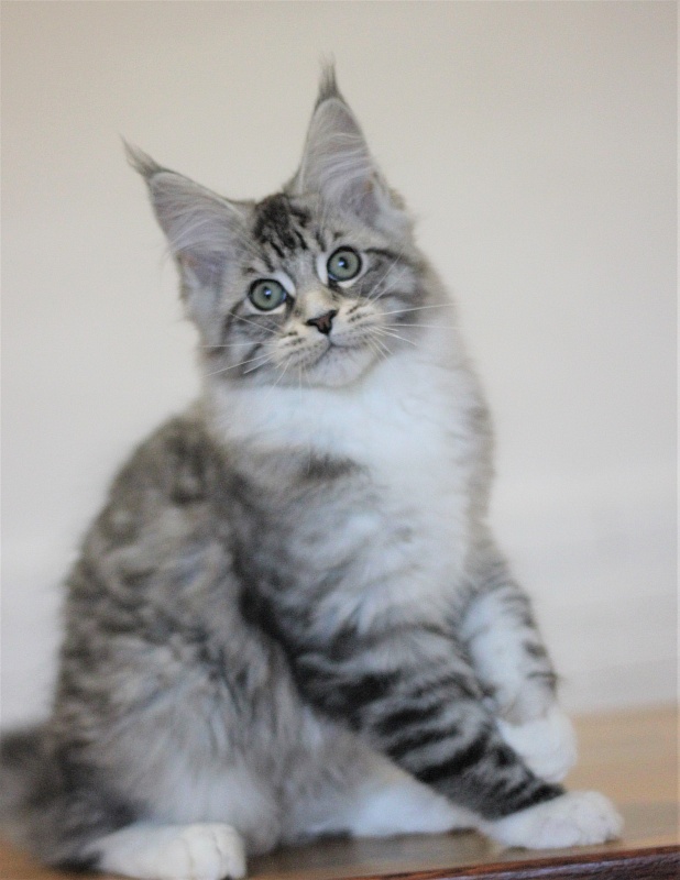 Monterini Recker - Кошеня мейн-кун 3 місяця 1,5 тиждень