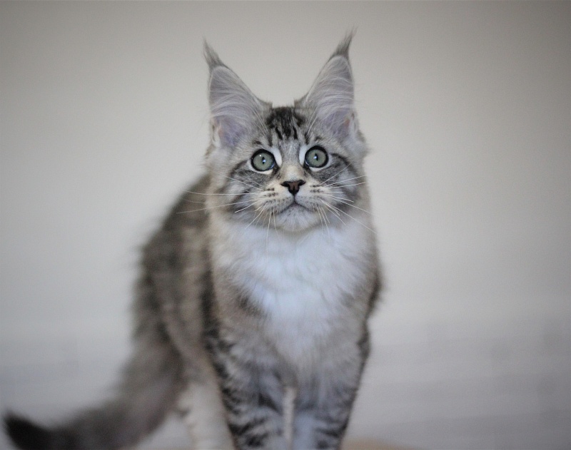 Monterini Recker - Кошеня мейн-кун 3 місяця 1,5 тиждень