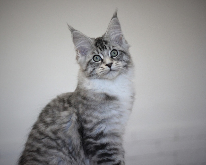 Monterini Recker - Кошеня мейн-кун 3 місяця 1,5 тиждень