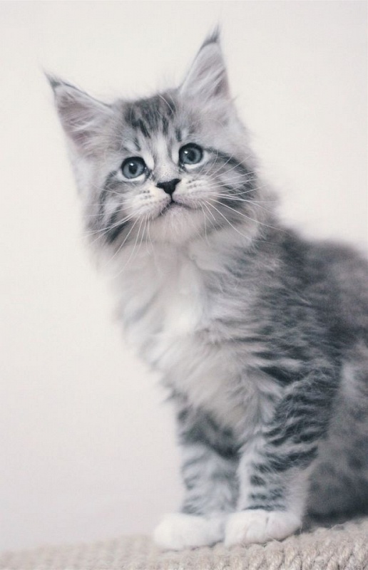 Monterini Recker - мейн-кун