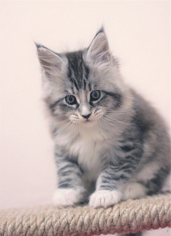 Monterini Recker - мейн-кун