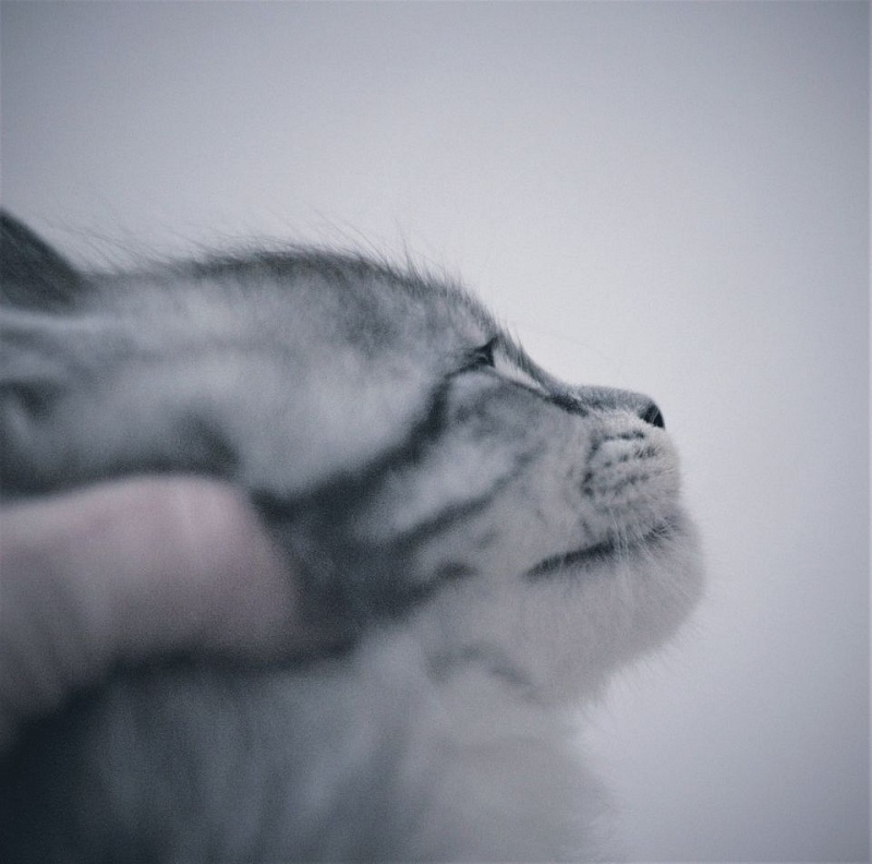 Monterini Recker - мейн-кун