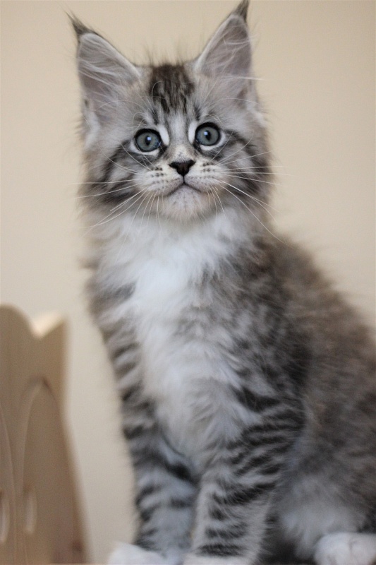 Monterini Recker - Кошеня мейн-кун 2 місяця