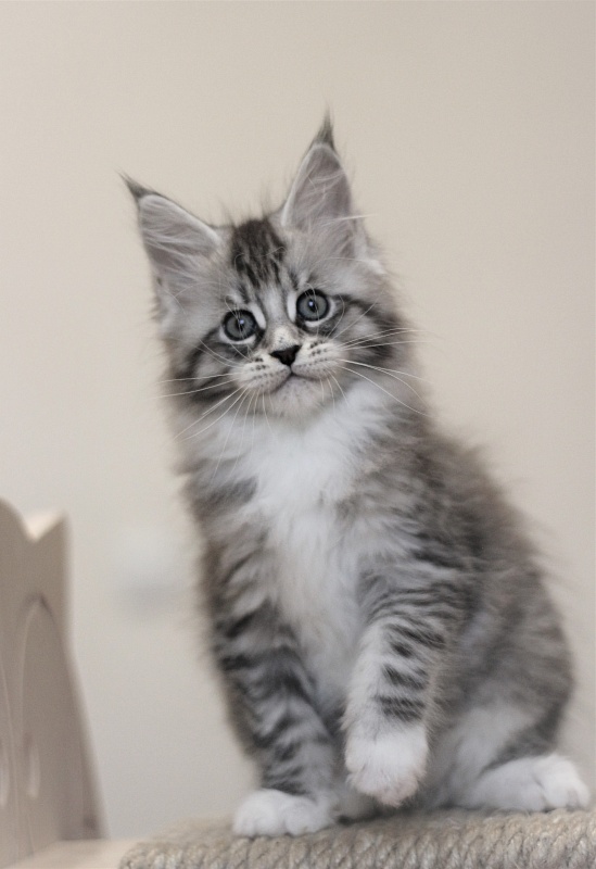 Monterini Recker - Кошеня мейн-кун 2 місяця